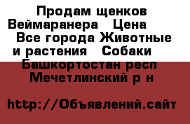 Продам щенков Веймаранера › Цена ­ 30 - Все города Животные и растения » Собаки   . Башкортостан респ.,Мечетлинский р-н